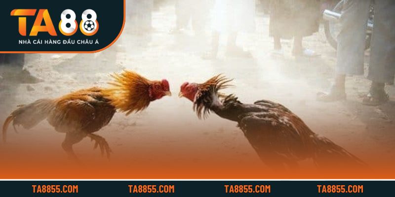 Các bước cơ bản giúp người chơi mới nhanh chóng tham gia