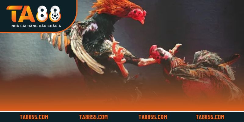 Các bước cơ bản nhanh chóng tham gia và trải nghiệm hiệu quả