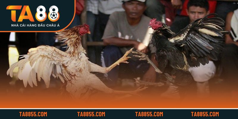 Đa dạng hình thức cược giúp trải nghiệm luôn mới mẻ và hấp dẫn