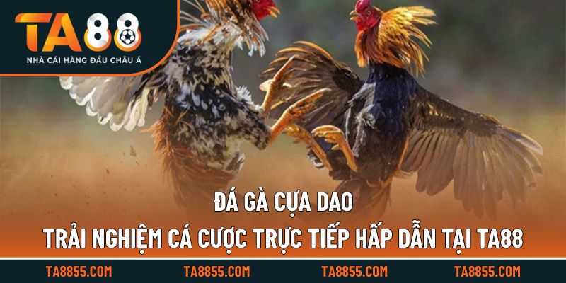 Trận đấu trực tiếp với chiến kê mạnh mẽ và cựa dao sắc bén