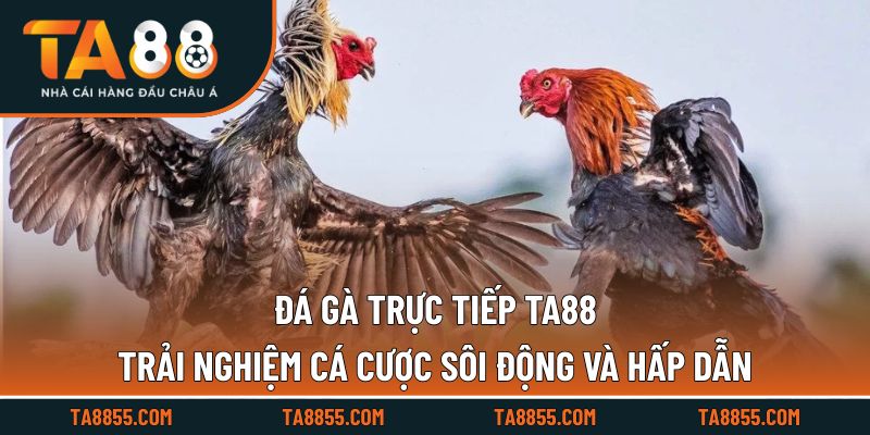 Đá Gà Trực Tiếp TA88 Trải Nghiệm Cá Cược Sôi Động Và Hấp Dẫn