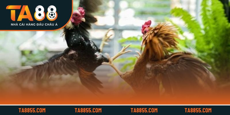 Hệ thống cược chi tiết giúp người chơi dễ dàng nắm bắt và tối ưu phần thưởng