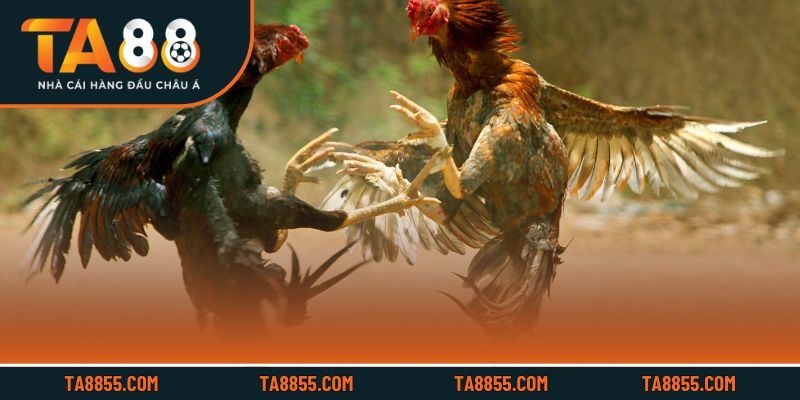 Hệ thống cược chi tiết và tối ưu phần thưởng