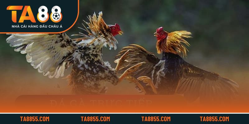 Liên kết với các nhà cung cấp uy tín giúp nâng cao chất lượng cược và tỷ lệ thắng