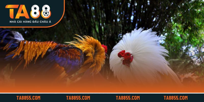 Trải nghiệm sôi động với các trận đá gà trực tiếp hấp dẫn