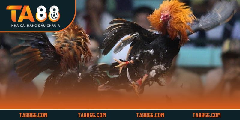 Trận đấu trực tiếp với chiến kê mạnh mẽ và cựa dao sắc bén