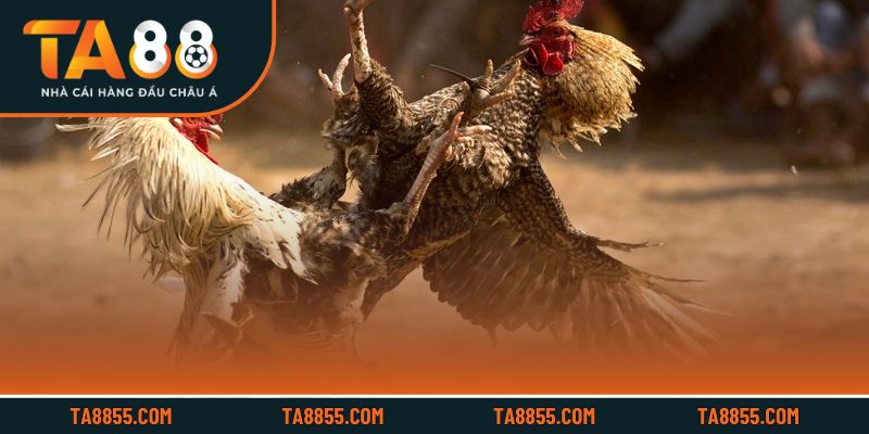 Trận đấu trực tiếp với chiến kê mạnh mẽ và cựa sắt sắc bén