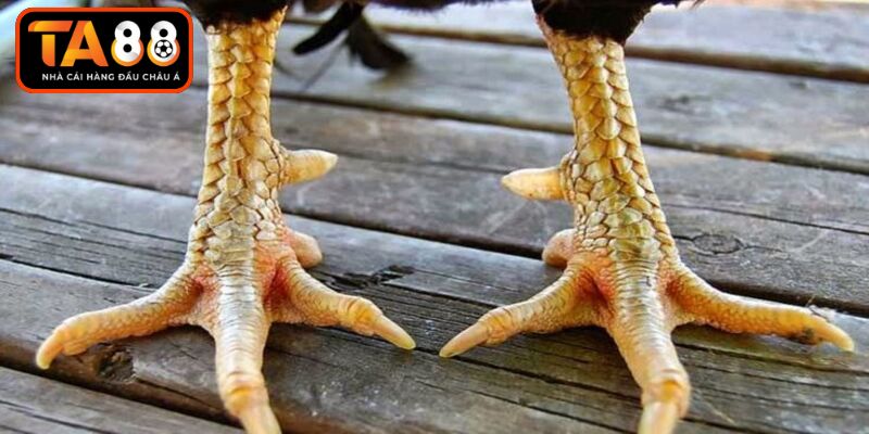 Các quy tắc cần nhớ khi đánh giá chân gà