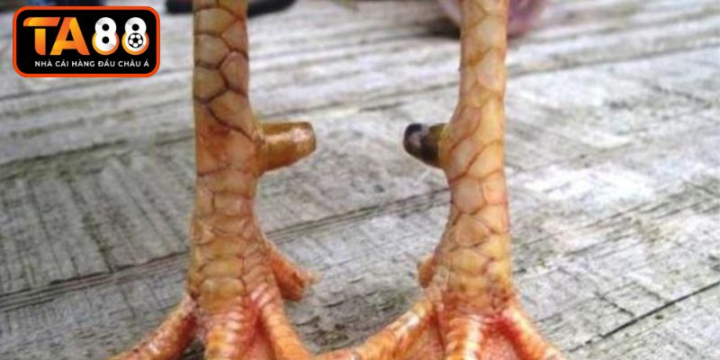 Phân tích các dòng vảy quý trên chiến kê