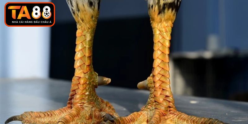 Tìm hiểu kỹ thuật quan sát lớp sừng chân gà